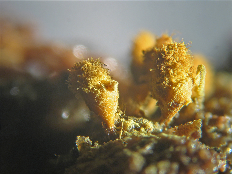 Ma non spariscono mai ?